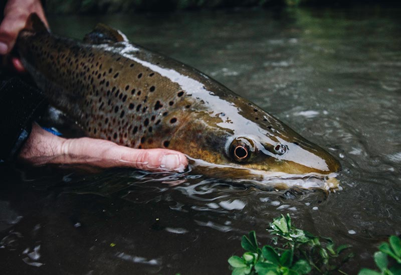 fly-fishing-season-begins